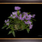 Framed Fine Art Orchid Print Cattleya Portia coerulea 'Sir Jeremiah Coleman' Plant by Kevin G Saunders