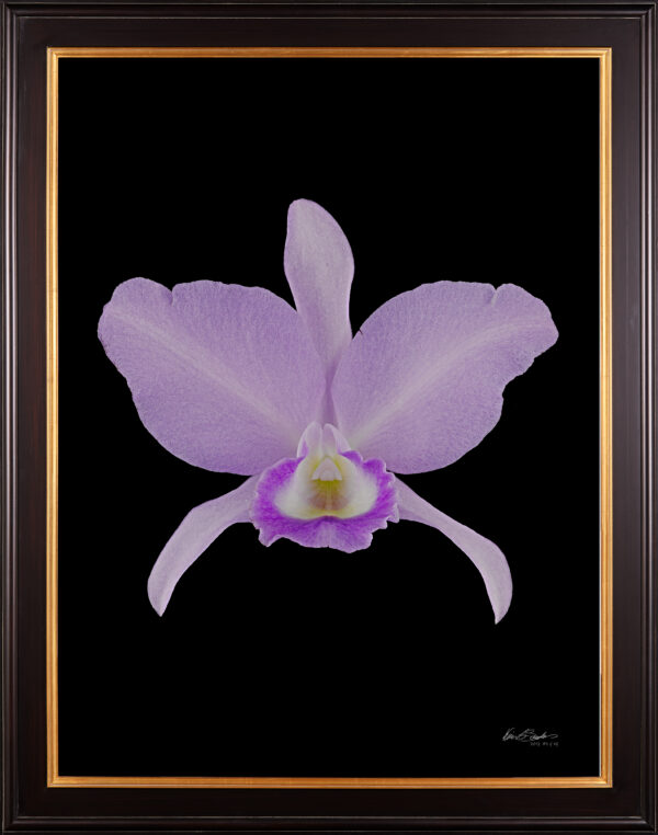 Framed Fine Art Orchid Print Cattleya Portia coerulea 'Sir Jeremiah Coleman' Bloom by Kevin G Saunders