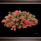 Framed Fine Art Print Christmas Cactus Plant by Kevin G Saunders