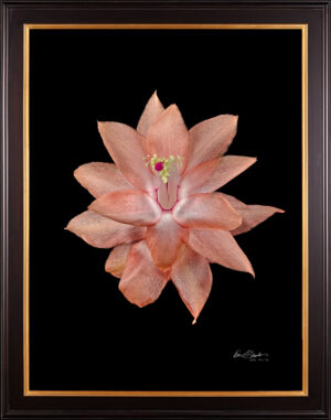 Framed Fine Art Print Christmas Cactus Bloom by Kevin G Saunders