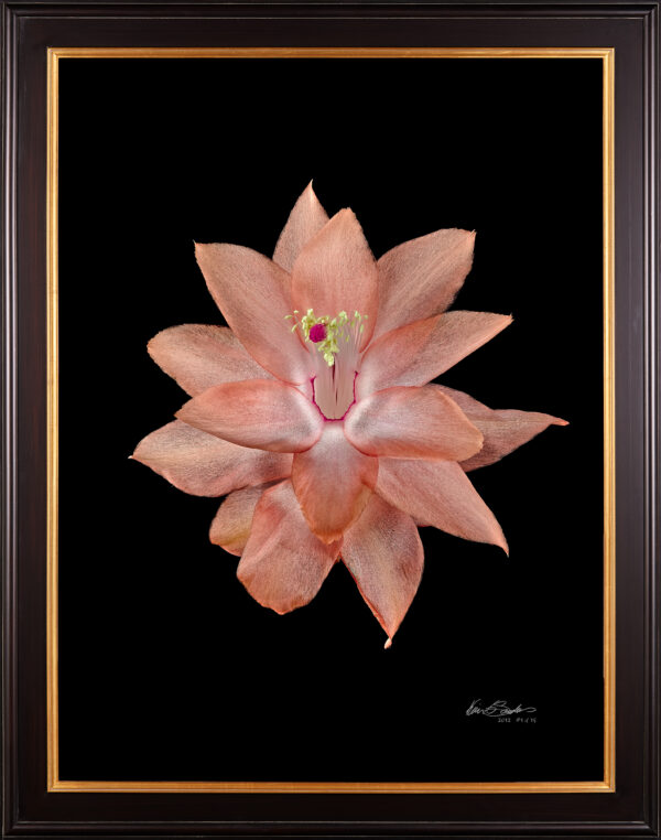 Framed Fine Art Print Christmas Cactus Bloom by Kevin G Saunders