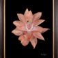 Framed Fine Art Print Christmas Cactus Bloom by Kevin G Saunders