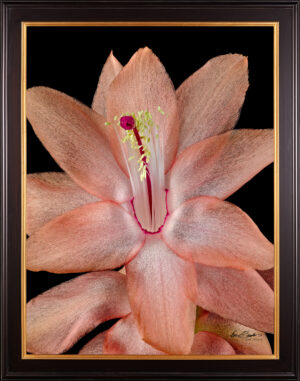Framed Fine Art Print Christmas Cactus Bloom Close by Kevin G Saunders