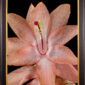 Framed Fine Art Print Christmas Cactus Bloom Close by Kevin G Saunders