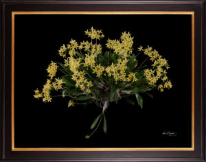 Framed Fine Art Orchid Print Dendrobium Yellow Plant by Kevin G Saunders