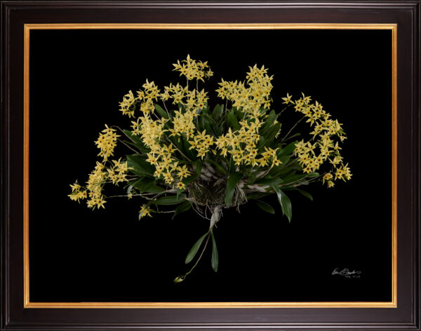 Framed Fine Art Orchid Print Dendrobium Yellow Plant by Kevin G Saunders
