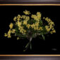 Framed Fine Art Orchid Print Dendrobium Yellow Plant by Kevin G Saunders