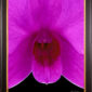 Framed Fine Art Orchid Print Dendrobium Compactum Bloom Close by Kevin G Saunders