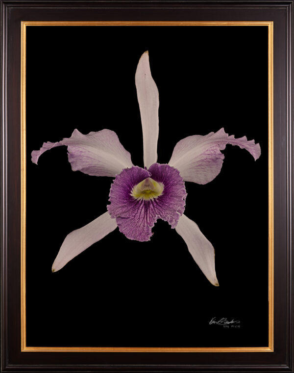 Framed Fine Art Orchid Print Laeliocattleya C G Roebling Bloom by Kevin G Saunders