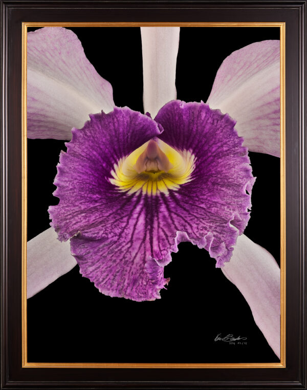 Framed Fine Art Orchid Print Laeliocattleya C G Roebling Bloom Close by Kevin G Saunders