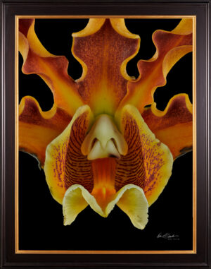 Framed Fine Art Print Mrymecophila Brysiana Bloom Close by Kevin G Saunders