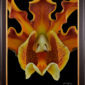 Framed Fine Art Print Mrymecophila Brysiana Bloom Close by Kevin G Saunders