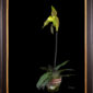 Framed Fine Art Print Paphiopedilum It's Doll Plant View 2 by Kevin G Saunders