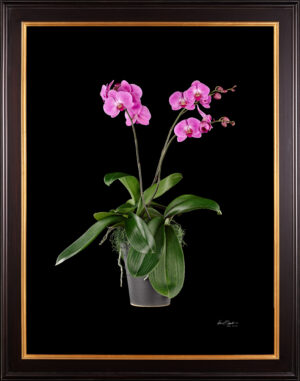 Framed Fine Art Print Phalaenopsis Pantone Pink Plant by Kevin G Saunders