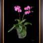 Framed Fine Art Print Phalaenopsis Pantone Pink Plant by Kevin G Saunders