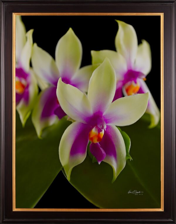Framed Fine Art Print Phalaenopsis Violacea Var Borneo Blooms by Kevin G Saunders