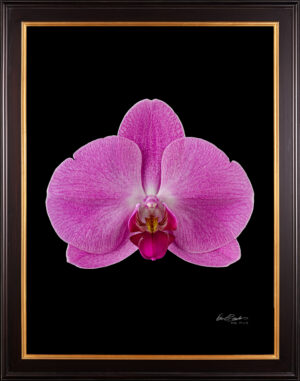 Framed Fine Art Print Phalaenopsis Pantone Pink Bloom by Kevin G Saunders