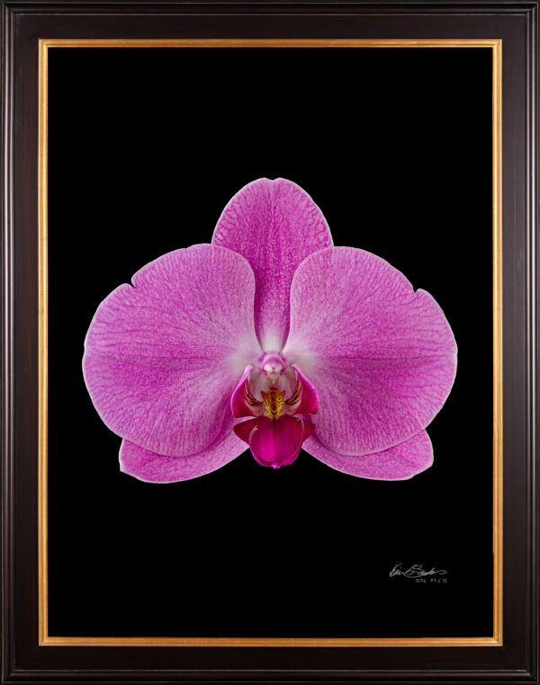 Framed Fine Art Print Phalaenopsis Pantone Pink Bloom by Kevin G Saunders