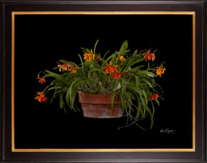 Framed Fine Art Print Potninary Hoku Gem Freckles Plant by Kevin G Saunders