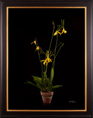 Framed Fine Art Print Psychopsis Papilio Var Alba Carmela Plant by Kevin G Saunders