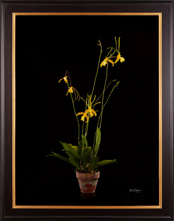 Framed Fine Art Print Psychopsis Papilio Var Alba Carmela Plant by Kevin G Saunders