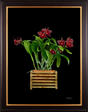 Framed Fine Art Print Rhyncholaeliocattleya Memoria Mario Lanza Plant by Kevin G Saunders