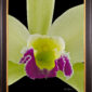 Framed Fine Art Print Rhyncholaeliocattleya Greenwhich Elmhurst Bloom Close by Kevin G Saunders