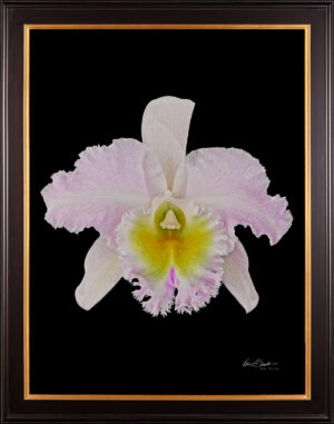 Framed Fine Art Print Rhyncattleanthe Nina Consentida Bloom by Kevin G Saunders