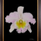 Framed Fine Art Print Rhyncattleanthe Nina Consentida Bloom by Kevin G Saunders