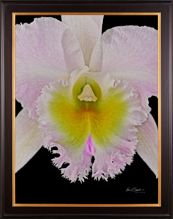 Framed Fine Art Print Rhyncattleanthe Nina Consentida Bloom Close by Kevin G Saunders