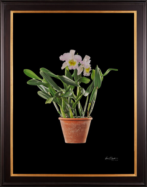 Framed Fine Art Print Rhyncattleanthe Nina Consentida Plant by Kevin G Saunders