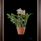 Framed Fine Art Print Rhyncattleanthe Nina Consentida Plant by Kevin G Saunders