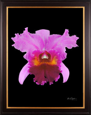 Framed Fine Art Print Rhyncattleanthe Edwin Arthur Hausermann Bloom by Kevin G Saunders