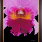 Framed Fine Art Print Rhyncattleanthe Edwin Arthur Hausermann Bloom Close by Kevin G Saunders