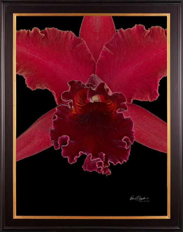 Framed Fine Art Print Rhyncattleanthe Sharon King Yuki Bloom Close by Kevin G Saunders