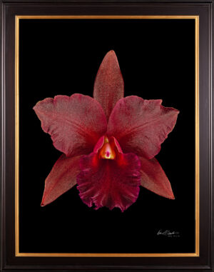 Framed Fine Art Print Rhyncattleanthe Memoria Mario Lanza Bloom by Kevin G Saunders