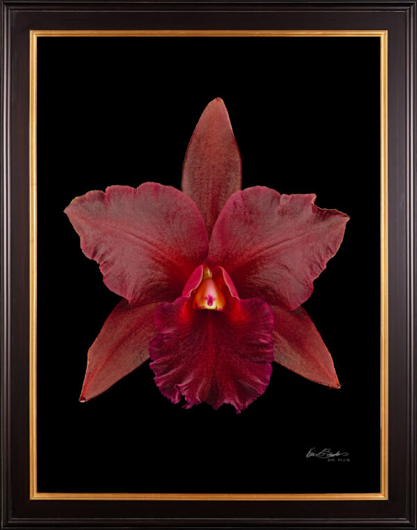 Framed Fine Art Print Rhyncattleanthe Memoria Mario Lanza Bloom by Kevin G Saunders