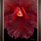 Framed Fine Art Print Rhyncattleanthe Memoria Mario Lanza Bloom Close by Kevin G Saunders