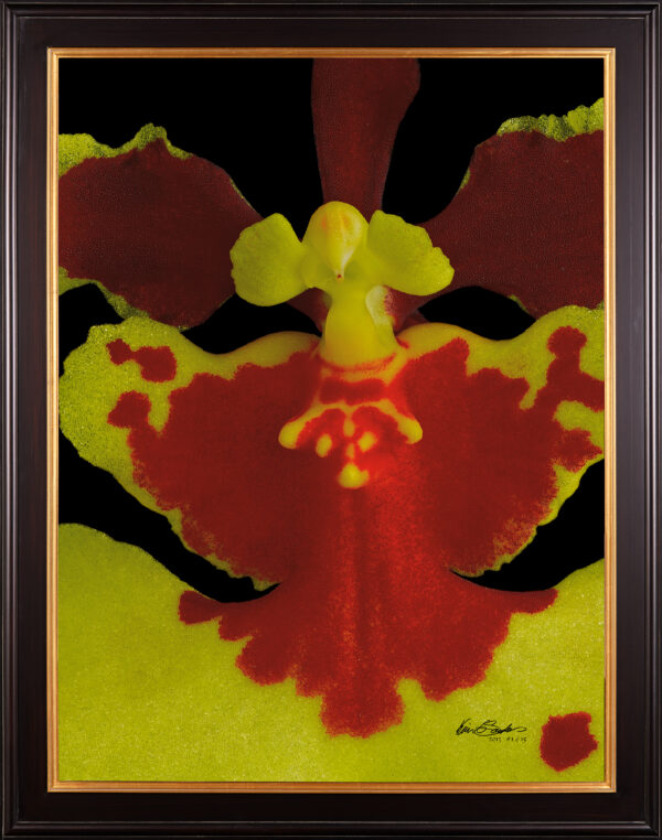 Framed Fine Art Print Tolu Golden Sunset Bloom Close 2 by Kevin G Saunders