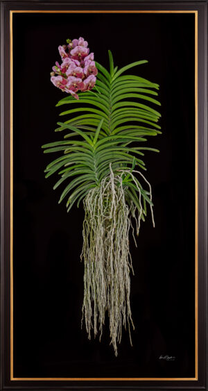 Framed Fine Art Print of Vanda Crownfox Velvet Plant by Kevin G Saunders