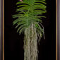 Framed Fine Art Print of Vanda Crownfox Velvet Plant by Kevin G Saunders