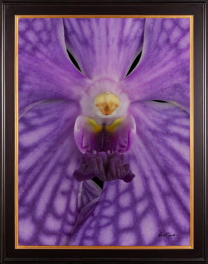 Framed Fine Art Print of Vanda Thailand Beauty Blue Bloom Close by Kevin G Saunders
