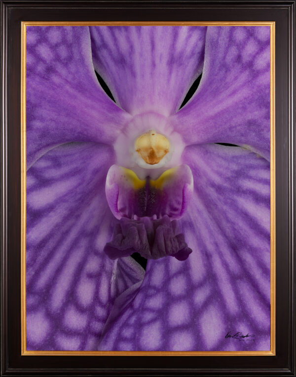 Framed Fine Art Print of Vanda Thailand Beauty Blue Bloom Close by Kevin G Saunders