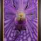 Framed Fine Art Print of Vanda Thailand Beauty Blue Bloom Close by Kevin G Saunders