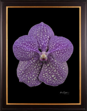 Framed Fine Art Print of Vanda Tokyo Blue Sapphire Bloom by Kevin G Saunders
