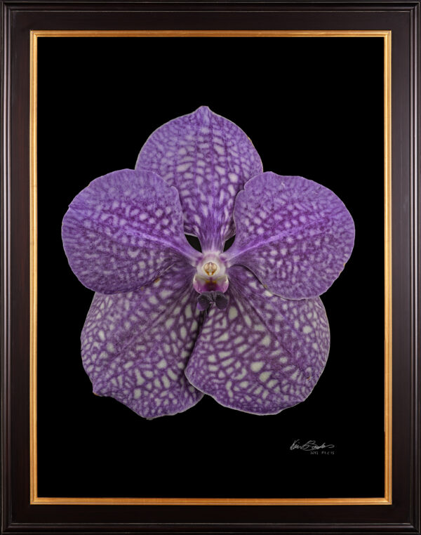 Framed Fine Art Print of Vanda Tokyo Blue Sapphire Bloom by Kevin G Saunders