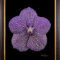 Framed Fine Art Print of Vanda Tokyo Blue Sapphire Bloom by Kevin G Saunders