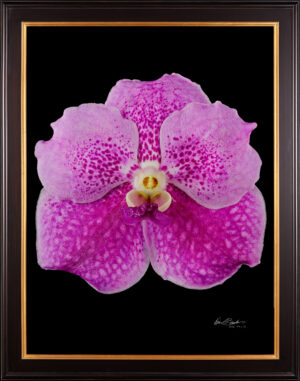 Framed Fine Art Print Vanda Pantone Pink Bloom by Kevin G Saunders