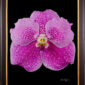 Framed Fine Art Print Vanda Pantone Pink Bloom by Kevin G Saunders