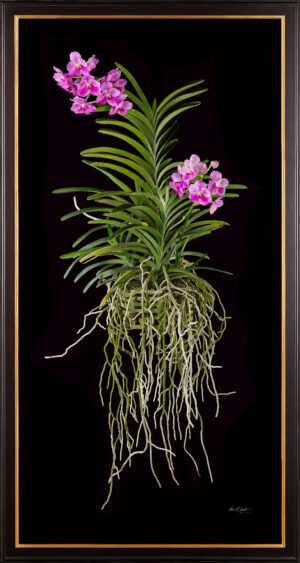 Framed Fine Art Print Vanda Pantone Pink Plant by Kevin G Saunders